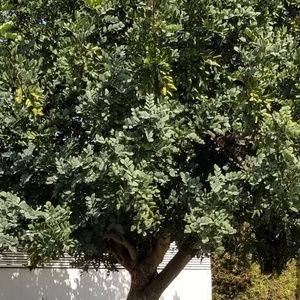 Meet your Posher, Rosie